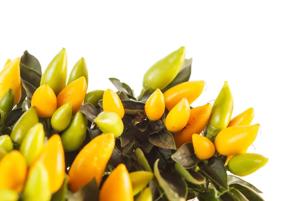 Small yellow peppers — Stock Photo, Image