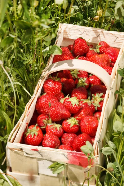Strawberries in a basket — Stock Photo, Image