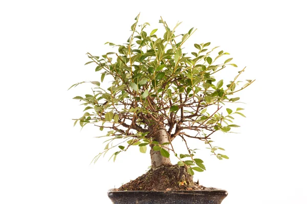 Árvore de Bonsai — Fotografia de Stock