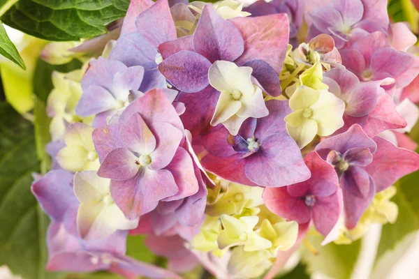 Vackra hortensia — Stockfoto