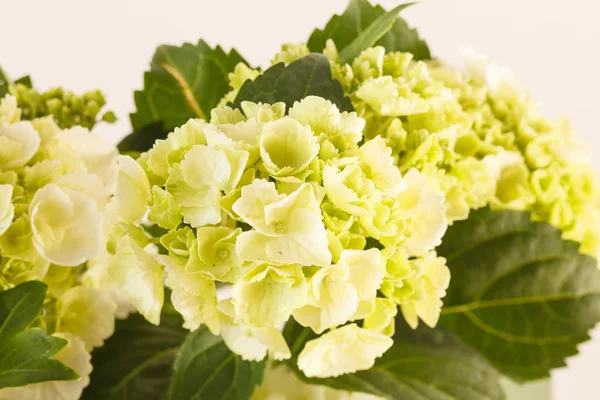 Vackra hortensia — Stockfoto