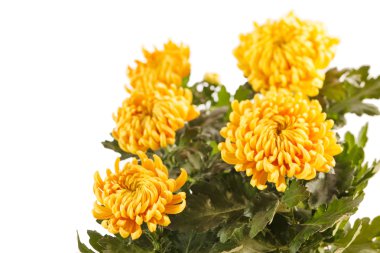 kasımpatı çiçekleri