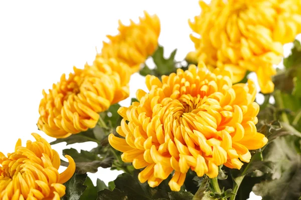 Chrysanthemenblüten — Stockfoto