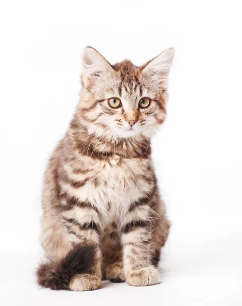 Little kitten — Stock Photo, Image