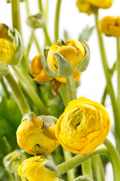 Yellow Ranunculus — Stock Photo, Image