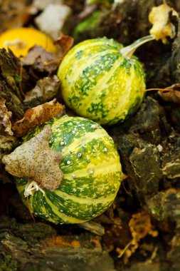 sonbahar bir vadi üzerinde kabaklar