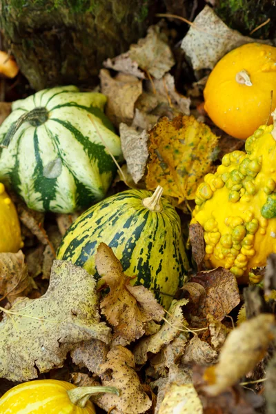 Pumpkins on a autumn valley — Stock Photo, Image