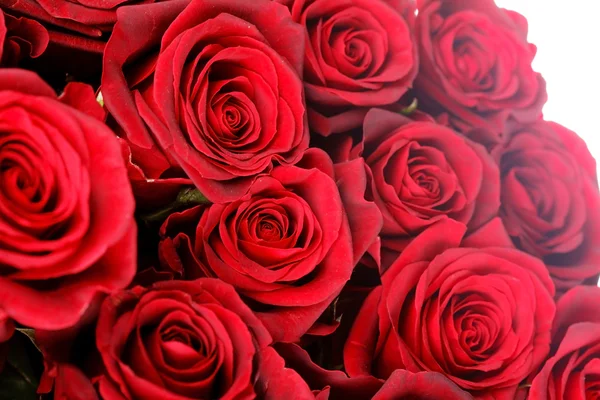 Hermosas rosas — Foto de Stock