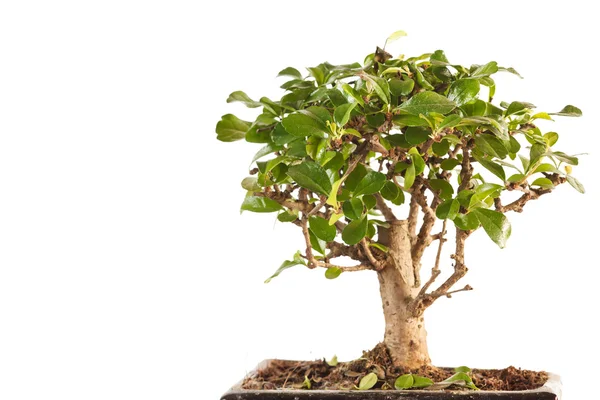 Árbol de Bonsai —  Fotos de Stock