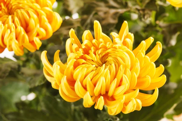 Fleurs de chrysanthème — Photo