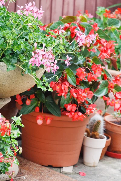 Geranium pots — Stock Photo, Image