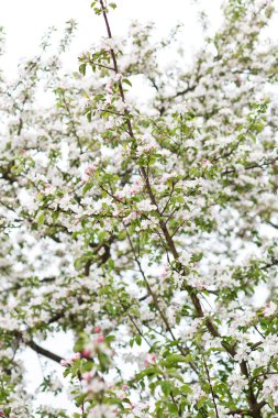 pembe elma çiçekleri