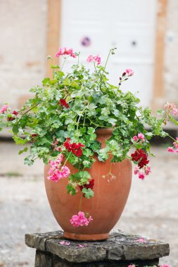 Sardunya pot