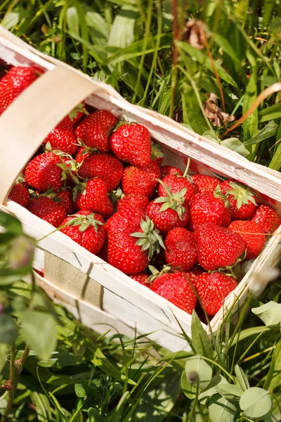 Strawberries in a basket — Stock Photo, Image