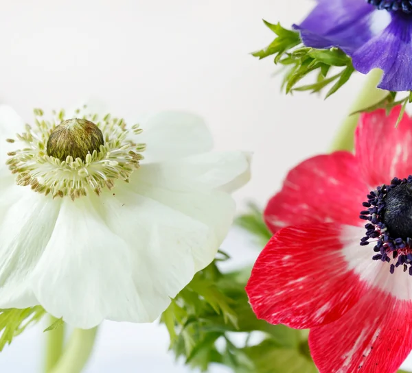 Anemone flowers — Stock Photo, Image