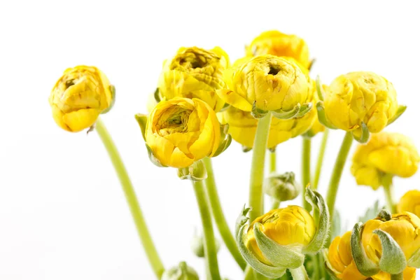 Amarillo Ranunculus —  Fotos de Stock