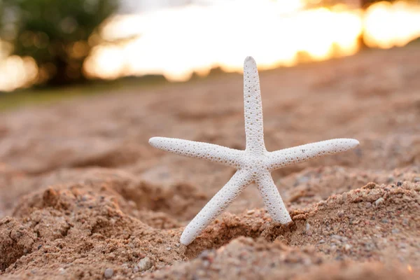 Belle étoile de mer sur sable — Photo