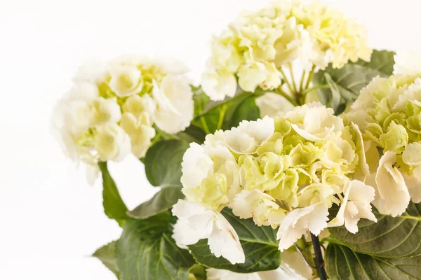 Vackra hortensia — Stockfoto