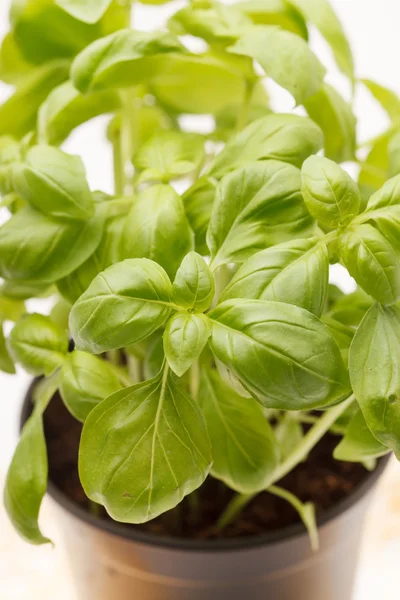 Fresh basil — Stock Photo, Image