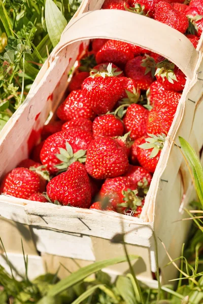 Fraises dans un panier — Photo