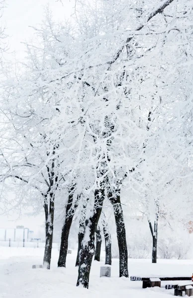 Parque de inverno na neve — Fotografia de Stock