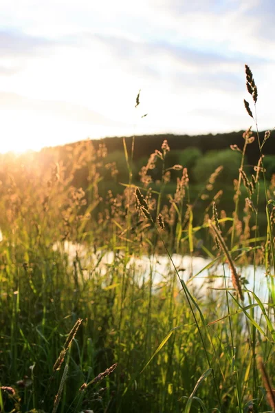 Sommerlandschaft — Stockfoto