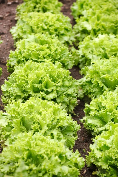 Saláta egy mezőben — Stock Fotó