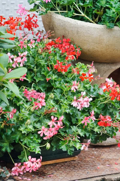 Geranium pots — Stock Photo, Image