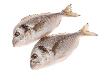 Dorado balığı beyaz arka planda izole edilmiş