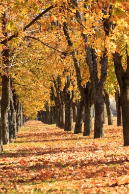 Autumn alley