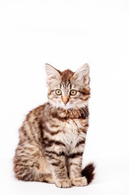 küçük yavru kedi