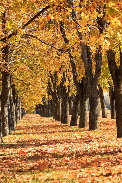 Vicolo autunno — Foto Stock