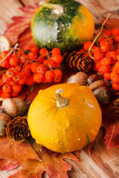 Harvested pumpkins with fall leaves — Stock Photo, Image