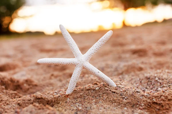Belle étoile de mer sur sable — Photo