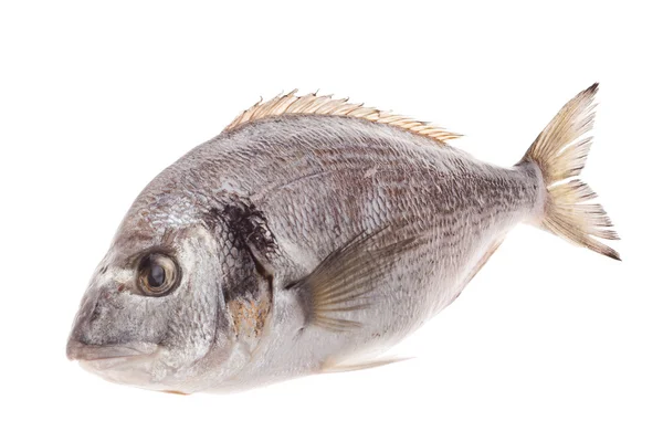 Dorado Fische isoliert auf weißem Hintergrund — Stockfoto