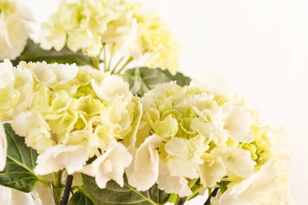 Mooie hortensia — Stockfoto