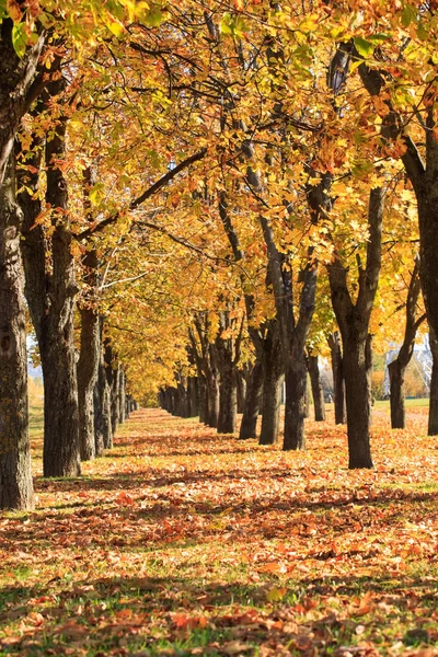 Vicolo autunno — Foto Stock