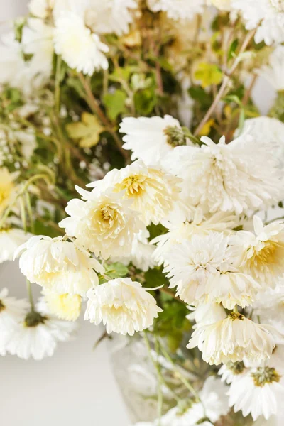 Flores de crisântemo — Fotografia de Stock