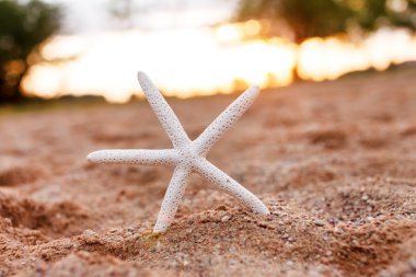 Kumdaki güzel denizyıldızı