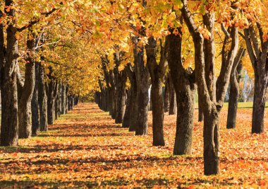Autumn alley