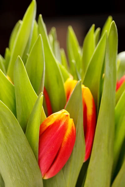 Hermosos tulipanes —  Fotos de Stock