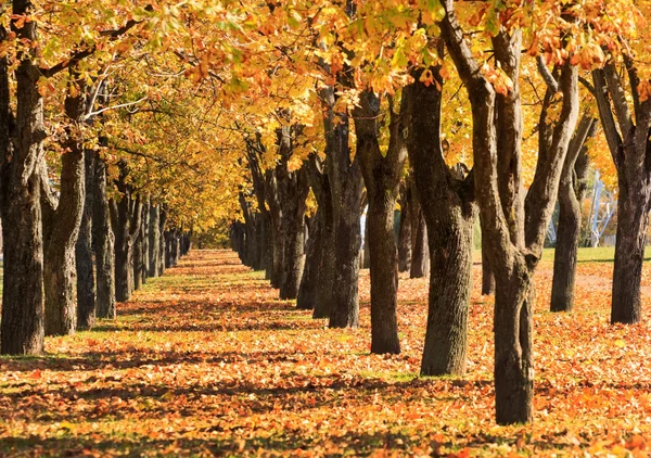 Callejón de otoño — Foto de Stock