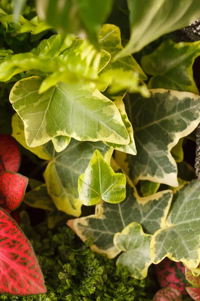 Natuur achtergrond — Stockfoto