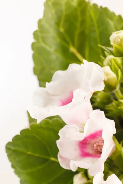 Flores de viola — Foto de Stock