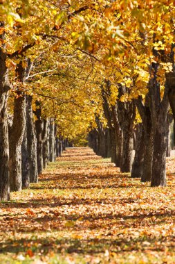 Autumn alley