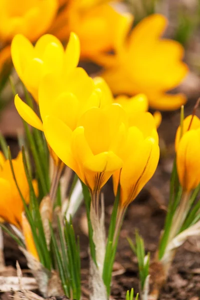 Spring flowers — Stock Photo, Image