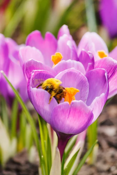 Fiori primaverili — Foto Stock