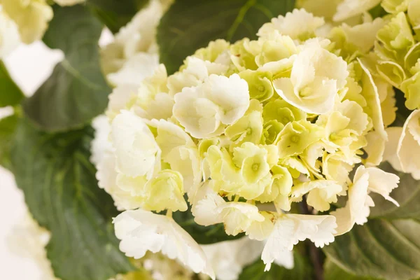 Hermosa hortensia — Foto de Stock