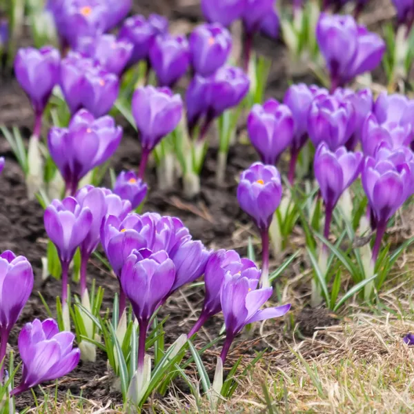 Blomväxter — Stockfoto