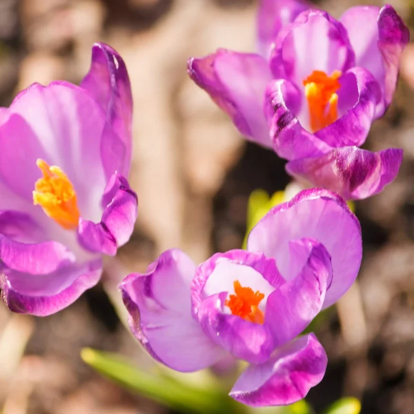 Flores de primavera — Fotografia de Stock